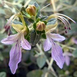 Teucrium fruticans